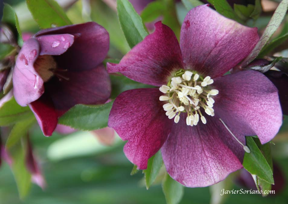 Thursday, March 1, 2012. Brooklyn, New York City - Gorgeous purple flowers at the Brooklyn Botanic Garden in New York City.  Photo by Javier Soriano/www.JavierSoriano.com