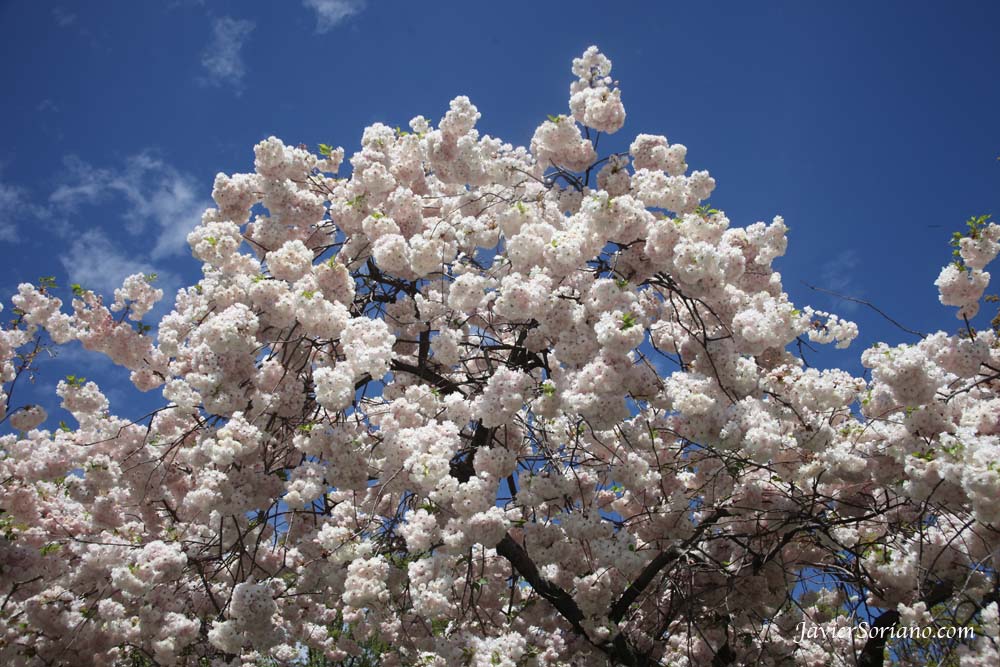 Tuesday, April 17, 2012. Brooklyn, New York City - Cherry blossoms at the Brooklyn Botanic Garden in NYC.  Photo by Javier Soriano/www.JavierSoriano.com