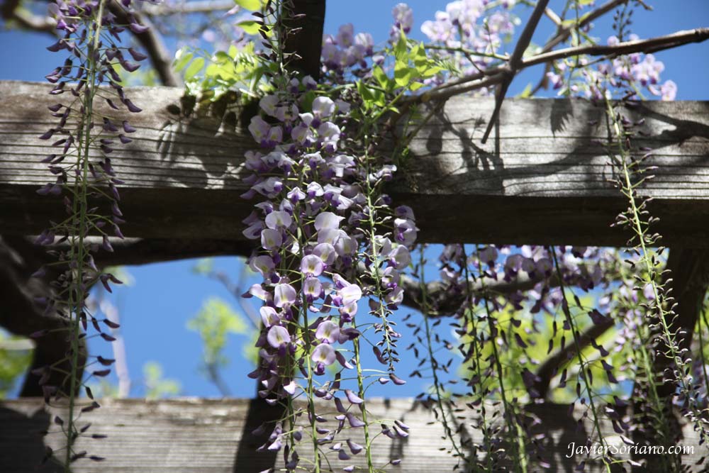 Tuesday, April 17, 2012. Brooklyn, New York City -  Japanese Wisteria. Wisteria Floribunda. Brooklyn Botanic Garden. New York City.  Photo by Javier Soriano/www.JavierSoriano.com