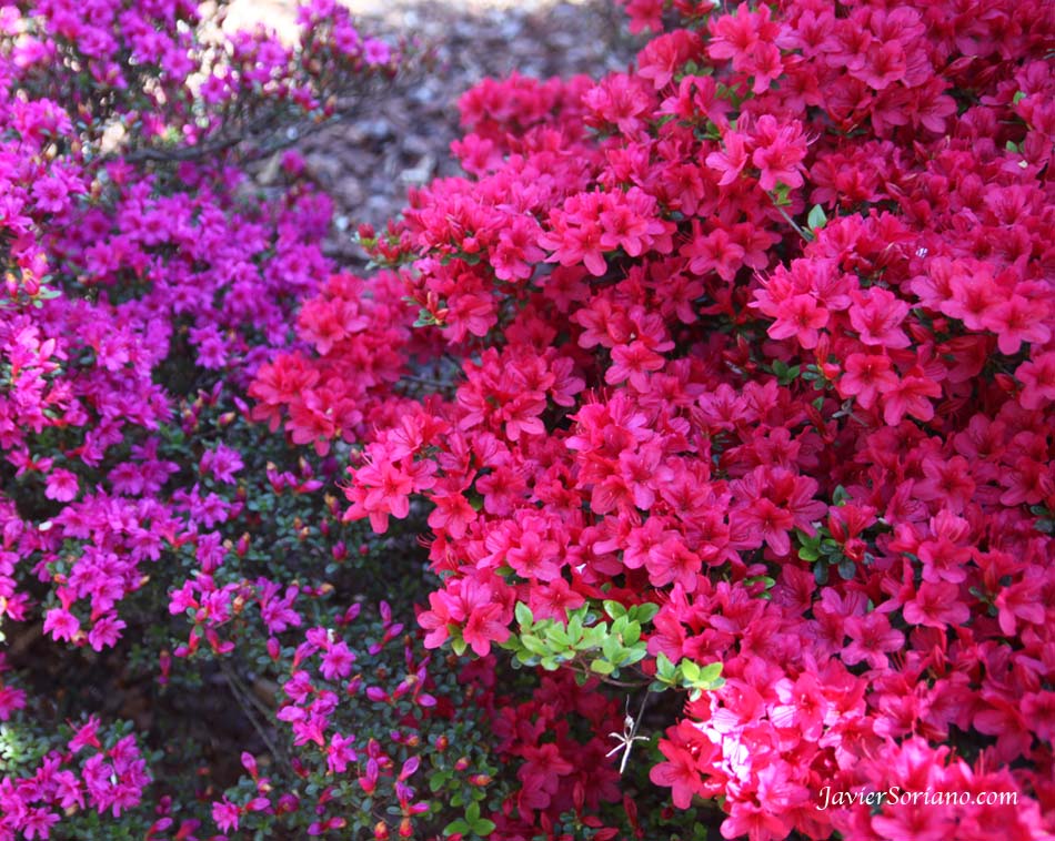Tuesday, April 17, 2012. Brooklyn, New York City - Beautiful azaleas. Brooklyn Botanic Garden.  Martes, 17 de abril, 2012. Brooklyn, ciudad de Nueva York - Hermosas azaleas en el Jardín Botánico de Brooklyn en la ciudad de Nueva York.  Photo by Javier Soriano/www.JavierSoriano.com