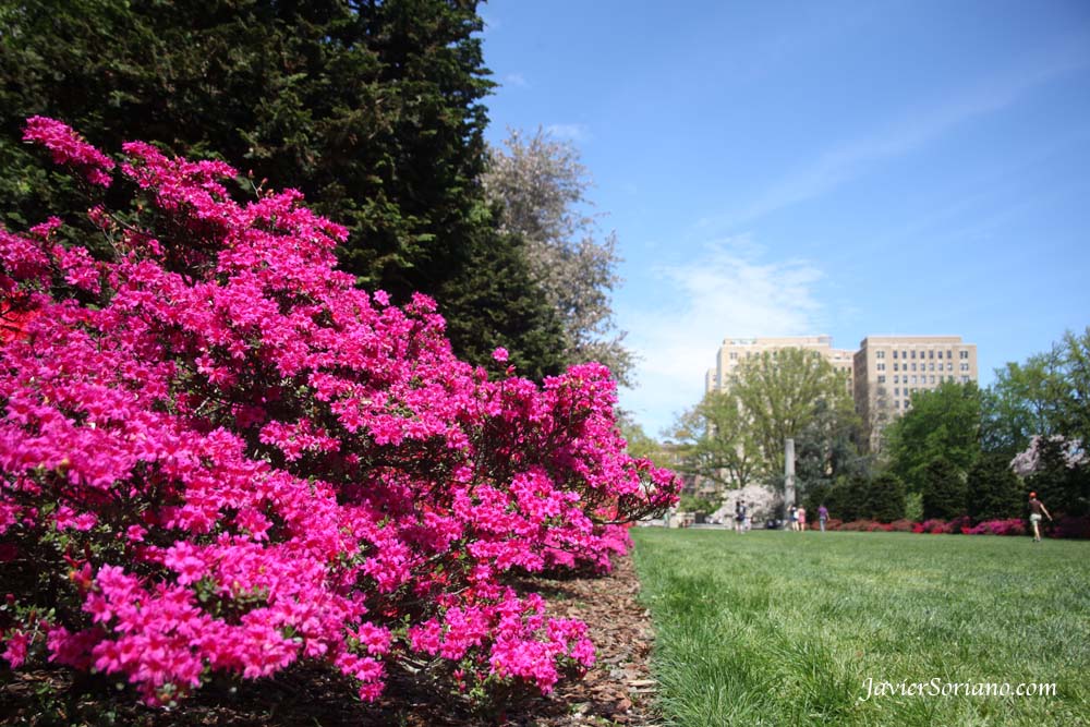 Tuesday, April 17, 2012. Brooklyn, New York City - Gorgeous pink azaleas at the Brooklyn Botanic Garden in NYC. Photo by Javier Soriano/www.JavierSoriano.com