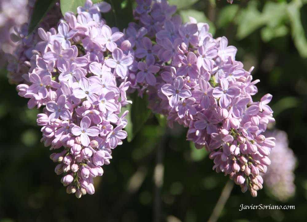 Tuesday, April 17, 2012. Brooklyn, New York City - Syringa Vulgaris. Brooklyn Botanic Garden.   Photo by Javier Soriano/www.JavierSoriano.com