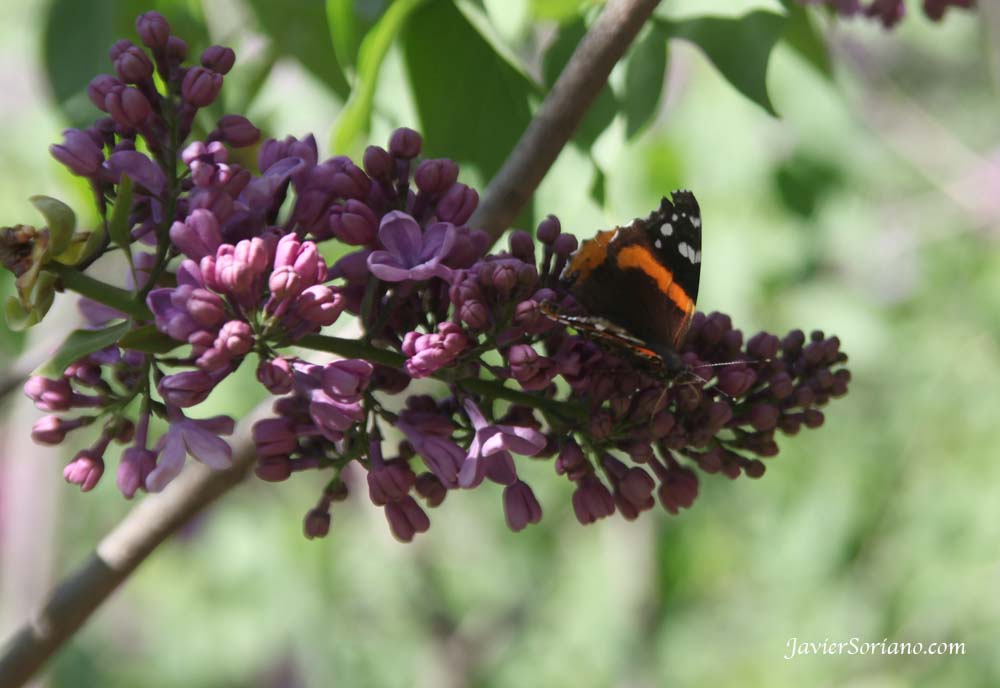 Tuesday, April 17, 2012. Brooklyn, New York City -  A beautiful butterfly on a Syringa Vulgaris. Brooklyn Botanic Garden.   Photo by Javier Soriano/www.JavierSoriano.com