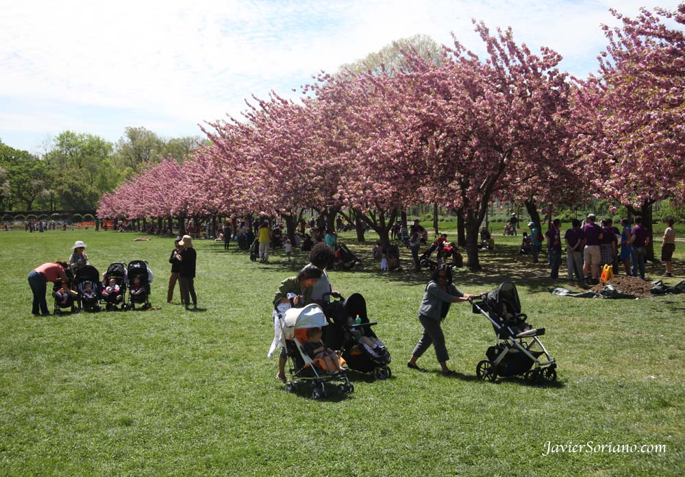 Tuesday, April 17, 2012. Brooklyn, New York City - Cherry Esplanade The Cherry Esplanade is a broad green field bordered by two allées of the dazzling Prunus ‘Kanzan’. One of the highlights of the cherry blossom season, these double-flowering cherries typically bloom at the end of April and are a centerpiece of the Garden’s annual cherry blossom festival, Sakura Matsuri. Photo by Javier Soriano/www.JavierSoriano.com