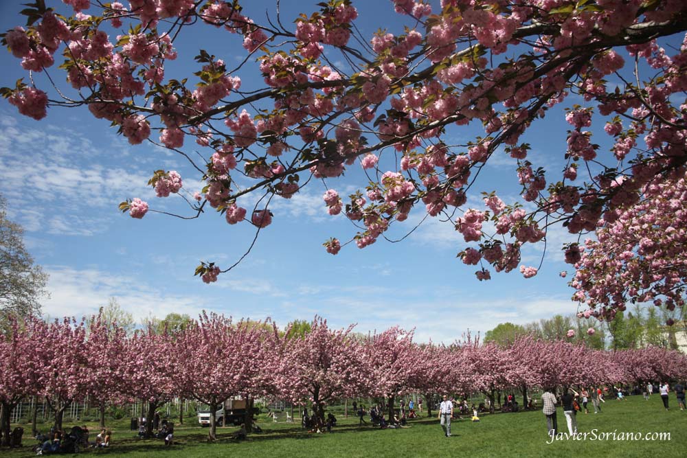 Tuesday, April 17, 2012. Brooklyn, New York City - Cherry Esplanade The Cherry Esplanade is a broad green field bordered by two allées of the dazzling Prunus ‘Kanzan’. One of the highlights of the cherry blossom season, these double-flowering cherries typically bloom at the end of April and are a centerpiece of the Garden’s annual cherry blossom festival, Sakura Matsuri. Photo by Javier Soriano/www.JavierSoriano.com