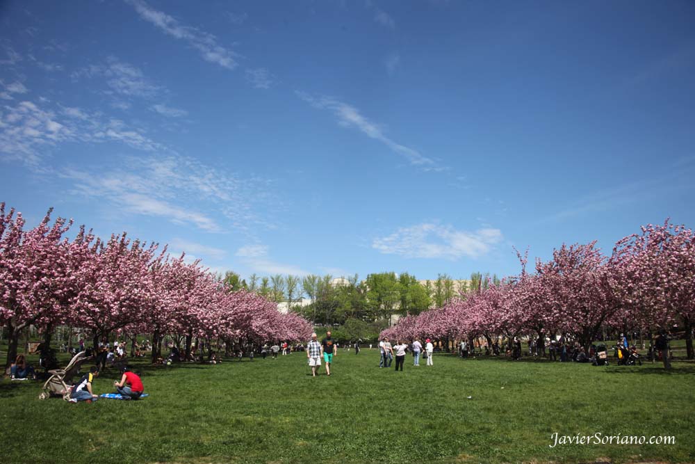 Tuesday, April 17, 2012. Brooklyn, New York City - Cherry Esplanade The Cherry Esplanade is a broad green field bordered by two allées of the dazzling Prunus ‘Kanzan’. One of the highlights of the cherry blossom season, these double-flowering cherries typically bloom at the end of April and are a centerpiece of the Garden’s annual cherry blossom festival, Sakura Matsuri. Photo by Javier Soriano/www.JavierSoriano.com