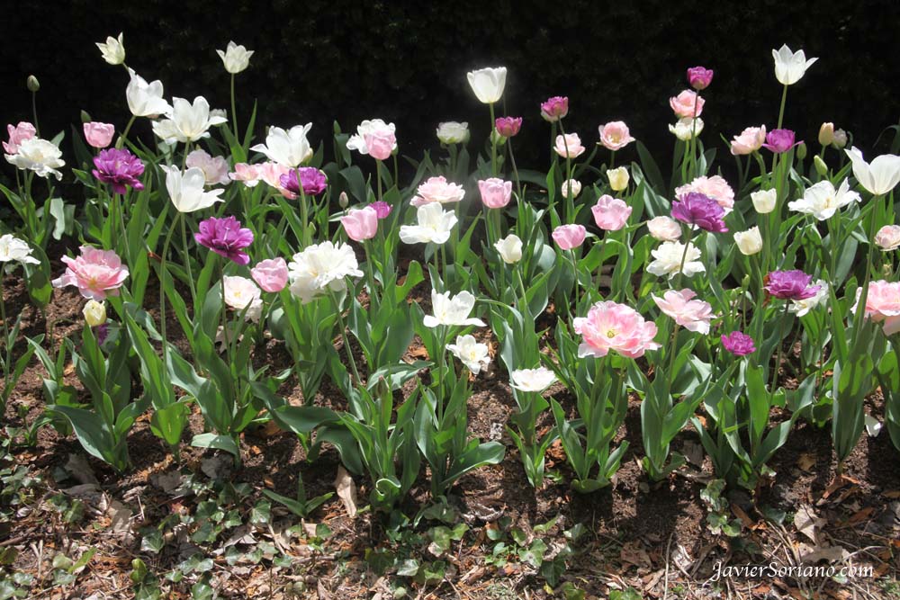 Tuesday, April 17, 2012. Brooklyn, New York City - Beautiful tulips. Brooklyn Botanic Garden. Martes, 17 de Abril del 2012. Brooklyn, Ciudad de Nueva York – Hermosos tulipanes en el Jardín Botánico de Brooklyn. Photo by Javier Soriano/www.JavierSoriano.com