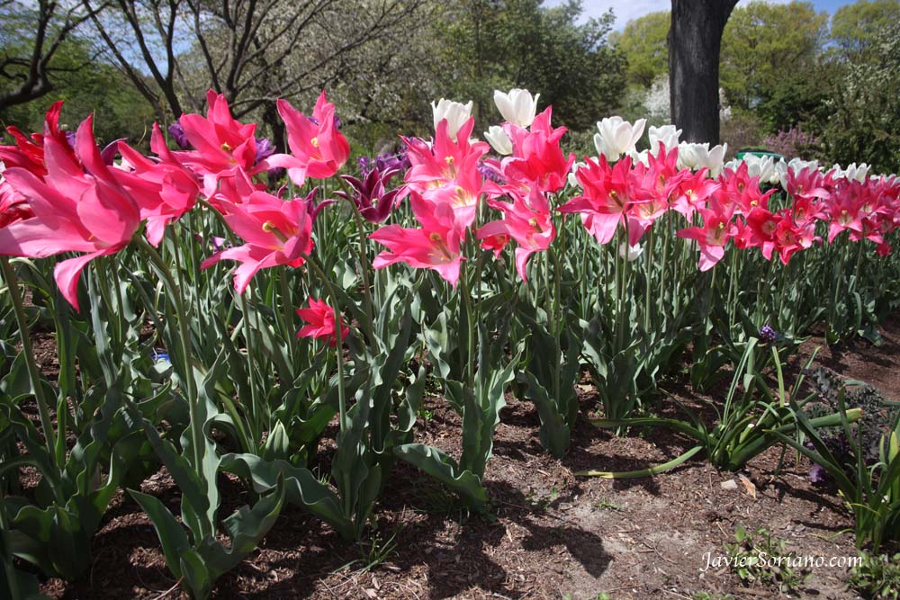 Tuesday, April 17, 2012. Brooklyn, New York City - Beautiful tulips. Brooklyn Botanic Garden. Martes, 17 de Abril del 2012. Brooklyn, Ciudad de Nueva York – Hermosos tulipanes en el Jardín Botánico de Brooklyn. Photo by Javier Soriano/www.JavierSoriano.com