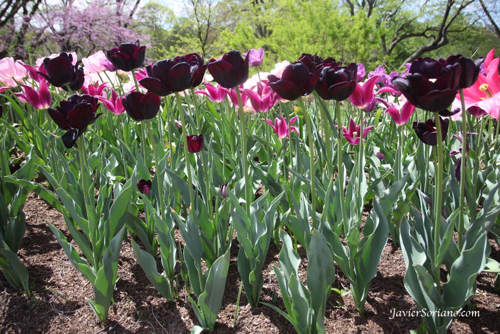 Tuesday, April 17, 2012. Brooklyn, New York City - Beautiful tulips. Brooklyn Botanic Garden. Martes, 17 de Abril del 2012. Brooklyn, Ciudad de Nueva York – Hermosos tulipanes en el Jardín Botánico de Brooklyn. Photo by Javier Soriano/www.JavierSoriano.com