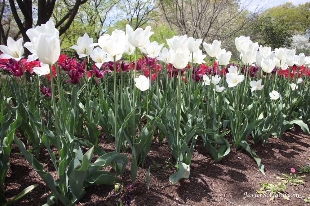 Tuesday, April 17, 2012. Brooklyn, New York City - Beautiful tulips. Brooklyn Botanic Garden. Martes, 17 de Abril del 2012. Brooklyn, Ciudad de Nueva York – Hermosos tulipanes en el Jardín Botánico de Brooklyn. Photo by Javier Soriano/www.JavierSoriano.com