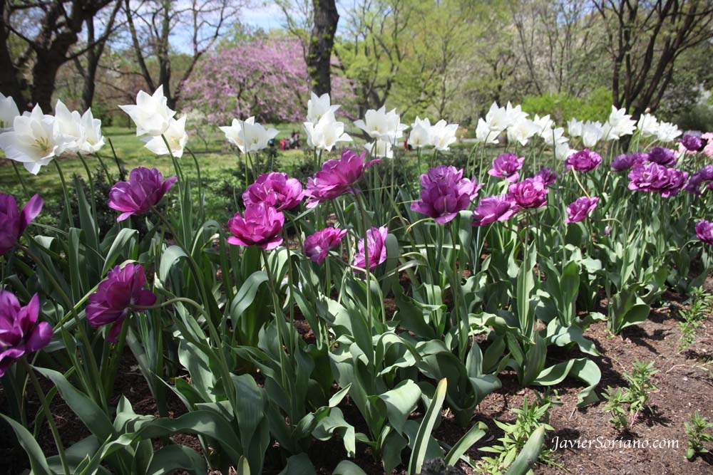 Tuesday, April 17, 2012. Brooklyn, New York City - Beautiful tulips. Brooklyn Botanic Garden. Martes, 17 de Abril del 2012. Brooklyn, Ciudad de Nueva York – Hermosos tulipanes en el Jardín Botánico de Brooklyn. Photo by Javier Soriano/www.JavierSoriano.com