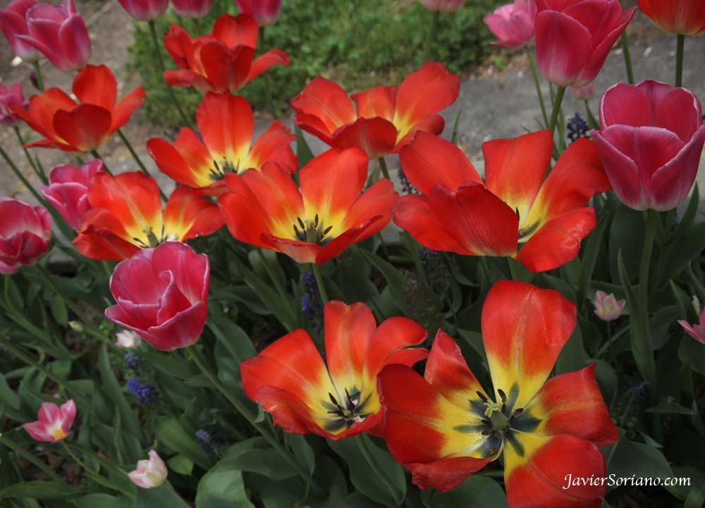 Tuesday, April 17, 2012. Brooklyn, New York City - Beautiful tulips. Brooklyn Botanic Garden.  Martes, 17 de Abril del 2012. Brooklyn, Ciudad de Nueva York –  Hermosos tulipanes en el Jardín Botánico de Brooklyn.  Photo by Javier Soriano/www.JavierSoriano.com