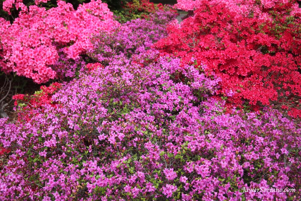 Tuesday, April 17, 2012. Brooklyn, New York City - Beautiful azaleas. Brooklyn Botanic Garden.  Martes, 17 de Abril del 2012. Brooklyn, Ciudad de Nueva York –  Hermosas azaleas en el Jardín Botánico de Brooklyn.  Photo by Javier Soriano/www.JavierSoriano.com