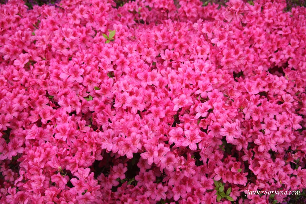 Tuesday, April 17, 2012. Brooklyn, New York City - Beautiful azaleas. Brooklyn Botanic Garden. Martes, 17 de Abril del 2012. Brooklyn, Ciudad de Nueva York – Hermosas azaleas en el Jardín Botánico de Brooklyn. Photo by Javier Soriano/www.JavierSoriano.com