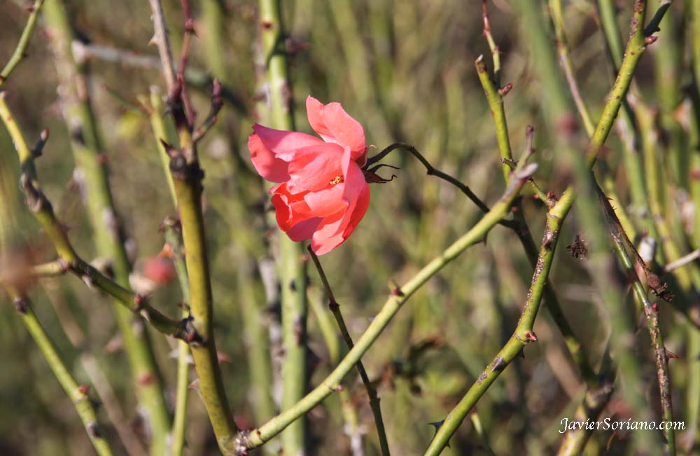 Friday, December 14, 2012. Brooklyn, New York City - It is Winter and It is cold but there are some roses at the Brooklyn Botanic Garden. Viernes 14 de diciembre de 2012. Brooklyn, ciudad de Nueva York - Es invierno y hace frío, pero hay algunas rosas en el Jardín Botánico de Brooklyn. Photo by Javier Soriano/www.JavierSoriano.com