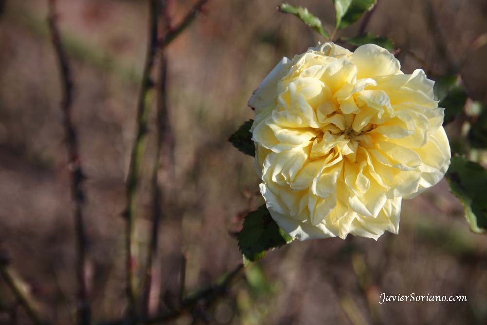 Friday, December 14, 2012. Brooklyn, New York City - It is Winter and It is cold but there are some roses at the Brooklyn Botanic Garden.   Viernes 14 de diciembre de 2012. Brooklyn, ciudad de Nueva York - Es invierno y hace frío, pero hay algunas rosas en el Jardín Botánico de Brooklyn.  Photo by Javier Soriano/www.JavierSoriano.com