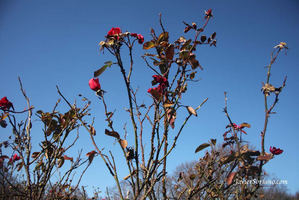 Friday, December 14, 2012. Brooklyn, New York City - It is Winter and It is cold but there are some roses at the Brooklyn Botanic Garden.   Viernes 14 de diciembre de 2012. Brooklyn, ciudad de Nueva York - Es invierno y hace frío, pero hay algunas rosas en el Jardín Botánico de Brooklyn.  Photo by Javier Soriano/www.JavierSoriano.com