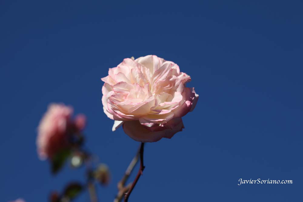 Friday, December 14, 2012. Brooklyn, New York City - It is Winter and It is cold but there are some roses at the Brooklyn Botanic Garden. Viernes 14 de diciembre de 2012. Brooklyn, ciudad de Nueva York - Es invierno y hace frío, pero hay algunas rosas en el Jardín Botánico de Brooklyn. Photo by Javier Soriano/www.JavierSoriano.com