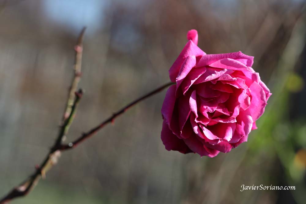 Friday, December 14, 2012. Brooklyn, New York City - It is Winter and It is cold but there are some roses at the Brooklyn Botanic Garden.   Viernes 14 de diciembre de 2012. Brooklyn, ciudad de Nueva York - Es invierno y hace frío, pero hay algunas rosas en el Jardín Botánico de Brooklyn.  Photo by Javier Soriano/www.JavierSoriano.com