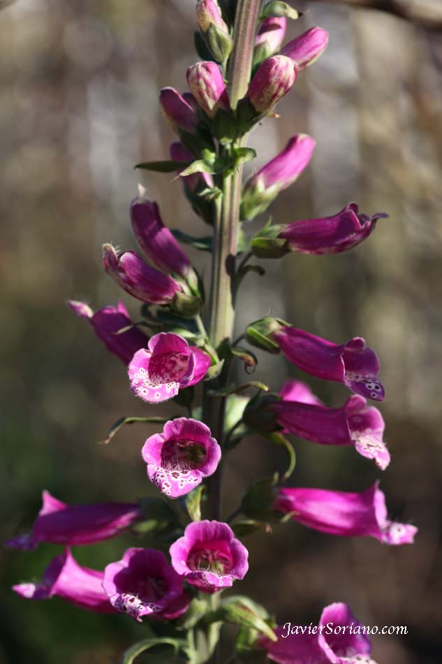 December/14/2012. Brooklyn, New York City - It is Winter and It is cold but there are some flowers at the Brooklyn Botanic Garden. Photo by Javier Soriano/www.JavierSoriano.com