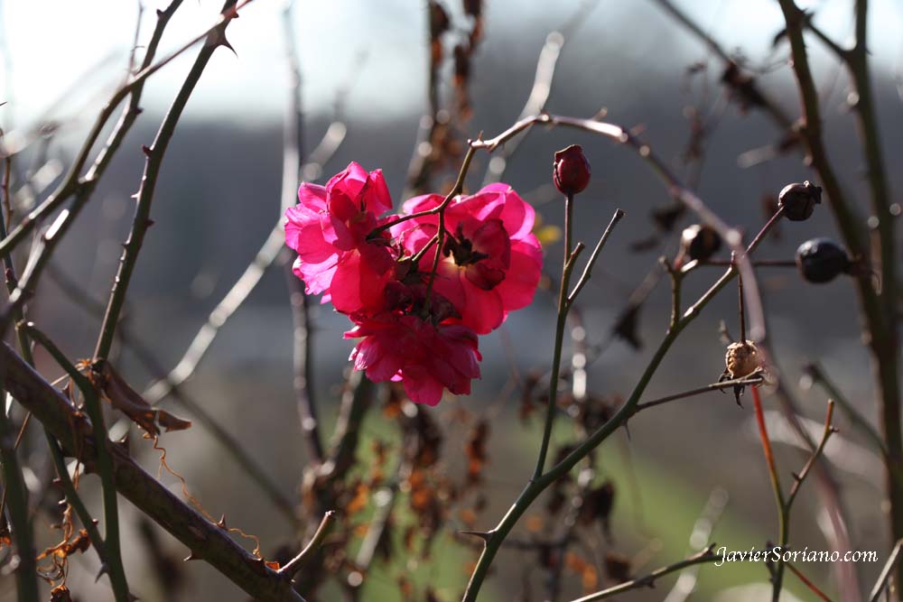 Friday, December 14, 2012. Brooklyn, New York City - It is Winter and It is cold but there are some roses at the Brooklyn Botanic Garden. Viernes 14 de diciembre de 2012. Brooklyn, ciudad de Nueva York - Es invierno y hace frío, pero hay algunas rosas en el Jardín Botánico de Brooklyn. Photo by Javier Soriano/www.JavierSoriano.com