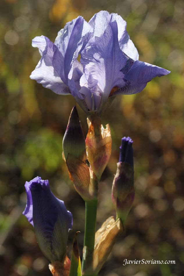 December/14/2012. Brooklyn, New York City - It is Winter and It is cold but there are some flowers at the Brooklyn Botanic Garden. Photo by Javier Soriano/www.JavierSoriano.com