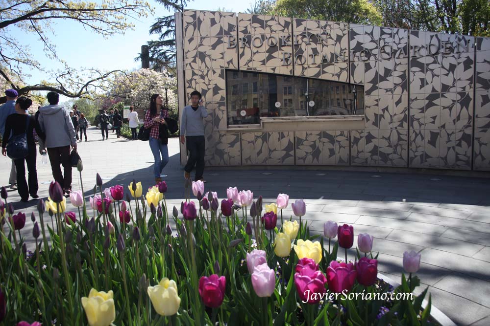 Tuesday, April 30, 2013. New York City – Tulips. Brooklyn Botanic Garden.  Martes, 30 de abril, 2013. Ciudad de Nueva York – Tulipanes. Jardín Botánico de Brooklyn.  Photo by Javier Soriano/www.JavierSoriano.com