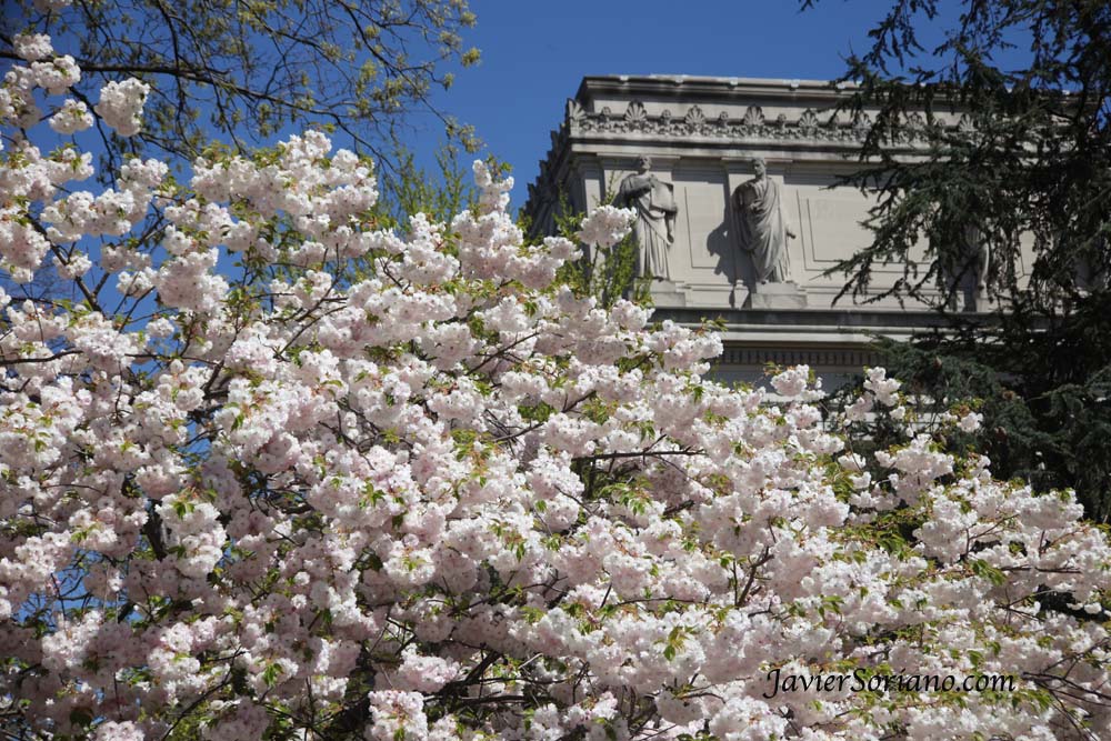 Tuesday, April 30, 2013. Brooklyn, New York City –  Cherry blossoms. Brooklyn Botanic Garden. Flores de cerezo. Jardín Botánico de Brooklyn.  Photo by Javier Soriano/www.JavierSoriano.com