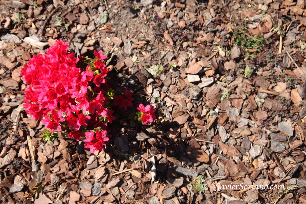 Tuesday, April 30, 2013. Brooklyn, New York City –   Azaleas. Brooklyn Botanic Garden  - Jardín Botánico de Brooklyn.  Photo by Javier Soriano/www.JavierSoriano.com