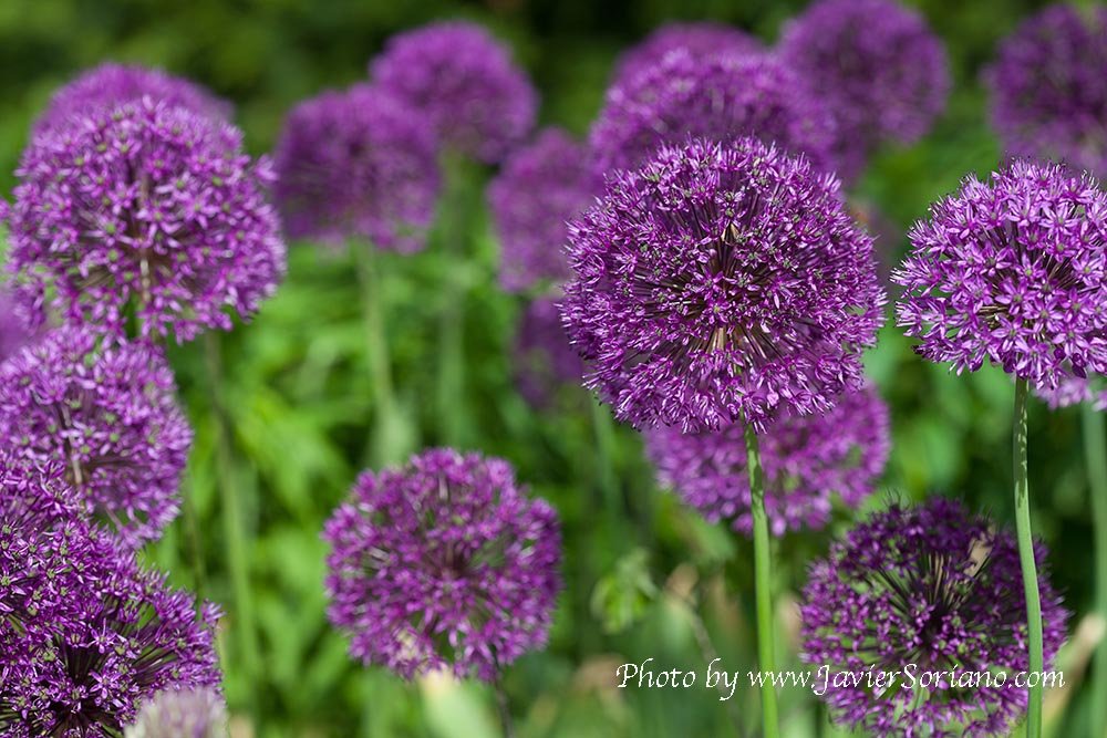 Brooklyn Botanic Garden - Spring 2014.