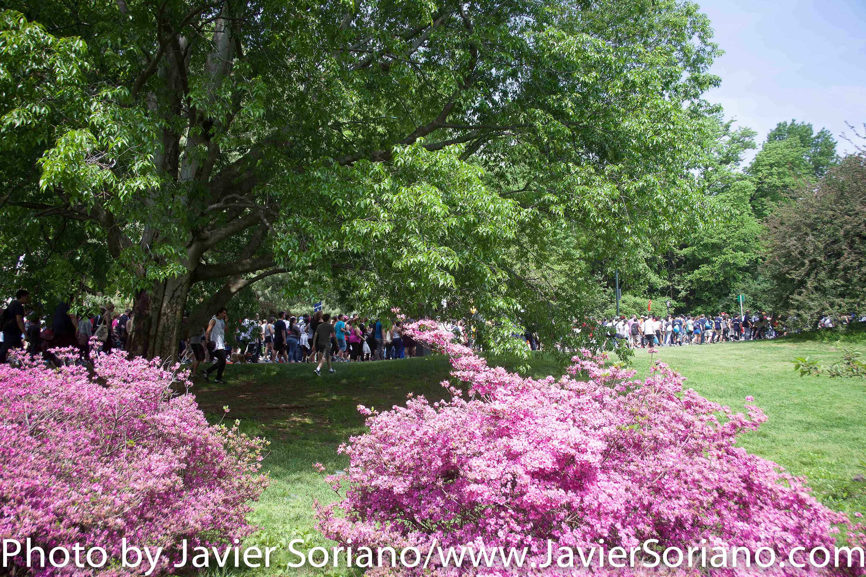 Sunday, May 17th, 2015. New York City – Today, GMHC celebrated its 30TH ANNUAL AIDS WALK NEW YORK (AWNY). The day was beautiful. Thousands of people walked the 6.2 miles. Over $4.88 million were raised. Photo by Javier Soriano/http://www.JavierSoriano.com/