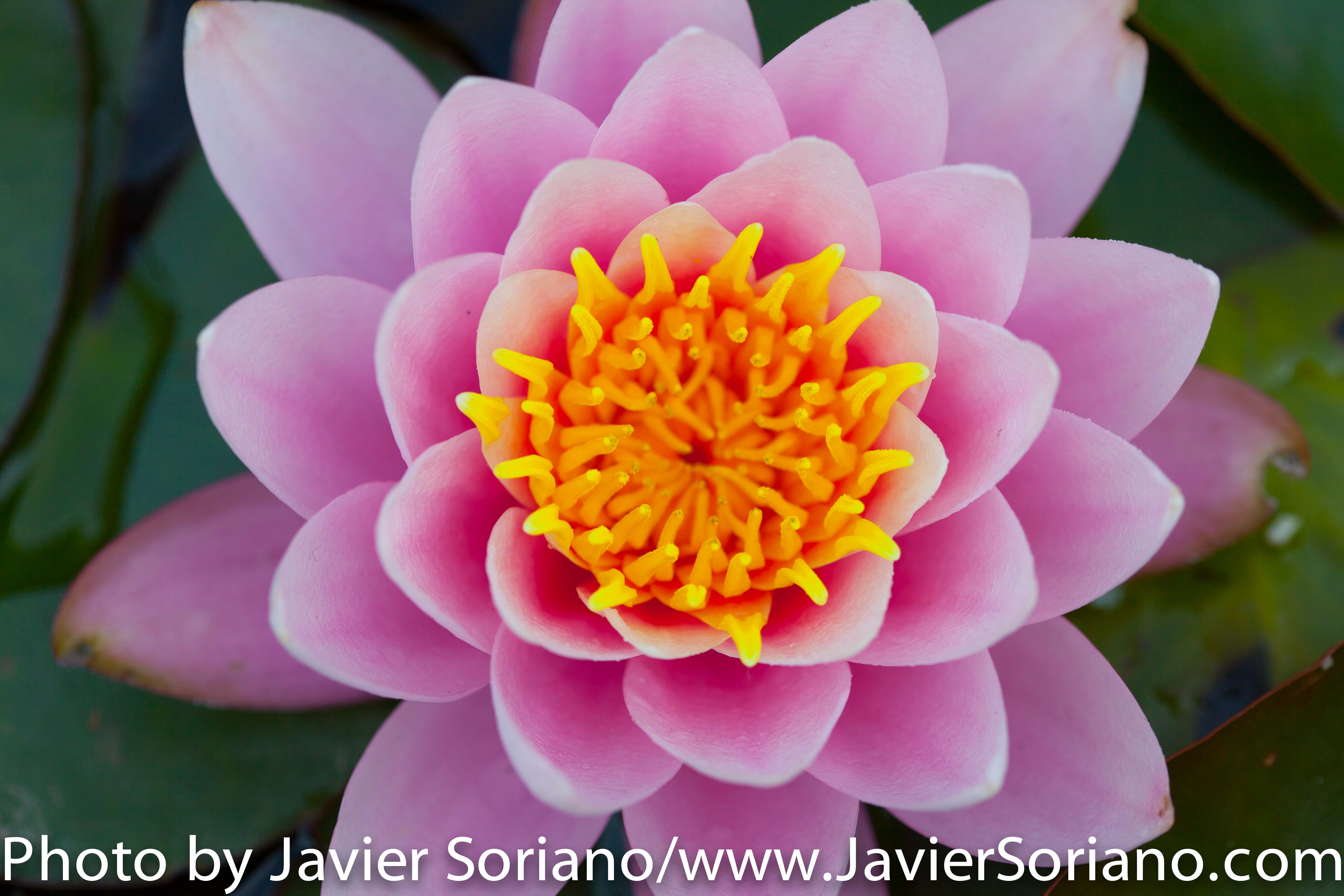 May 19, 2015. Brooklyn, New York City - Brooklyn Botanic Garden / Jardín Botánico de Brooklyn.   Photo by Javier Soriano/www.JavierSoriano.com