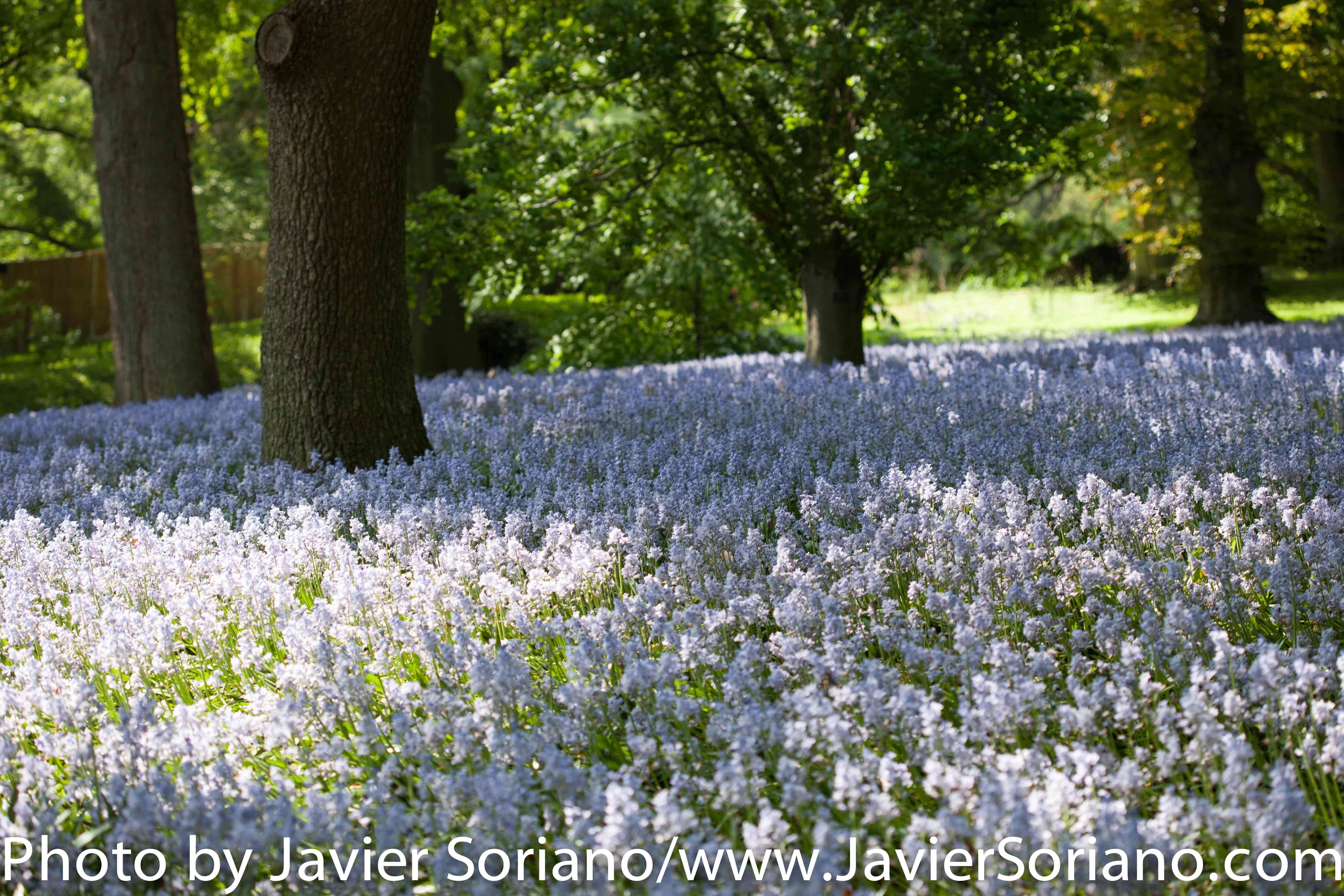 May 19, 2015. New York City – It is Spring in NYC and there are many flowers at the Brooklyn Botanic Garden. It is beautiful! Photo by Javier Soriano/http://www.JavierSoriano.com/
