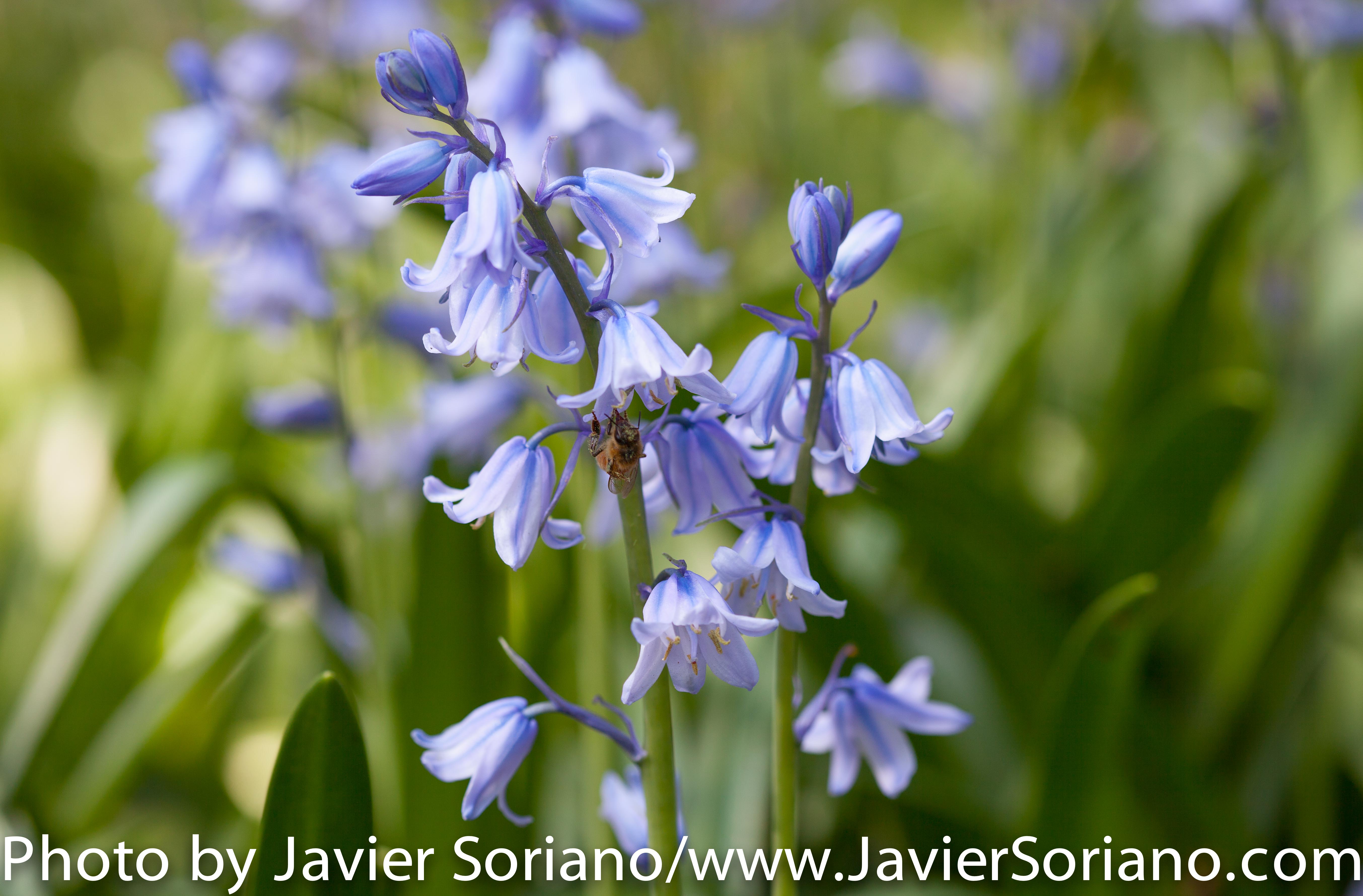 May 19, 2015. Brooklyn, New York City - Brooklyn Botanic Garden / Jardín Botánico de Brooklyn. Photo by Javier Soriano/www.JavierSoriano.com