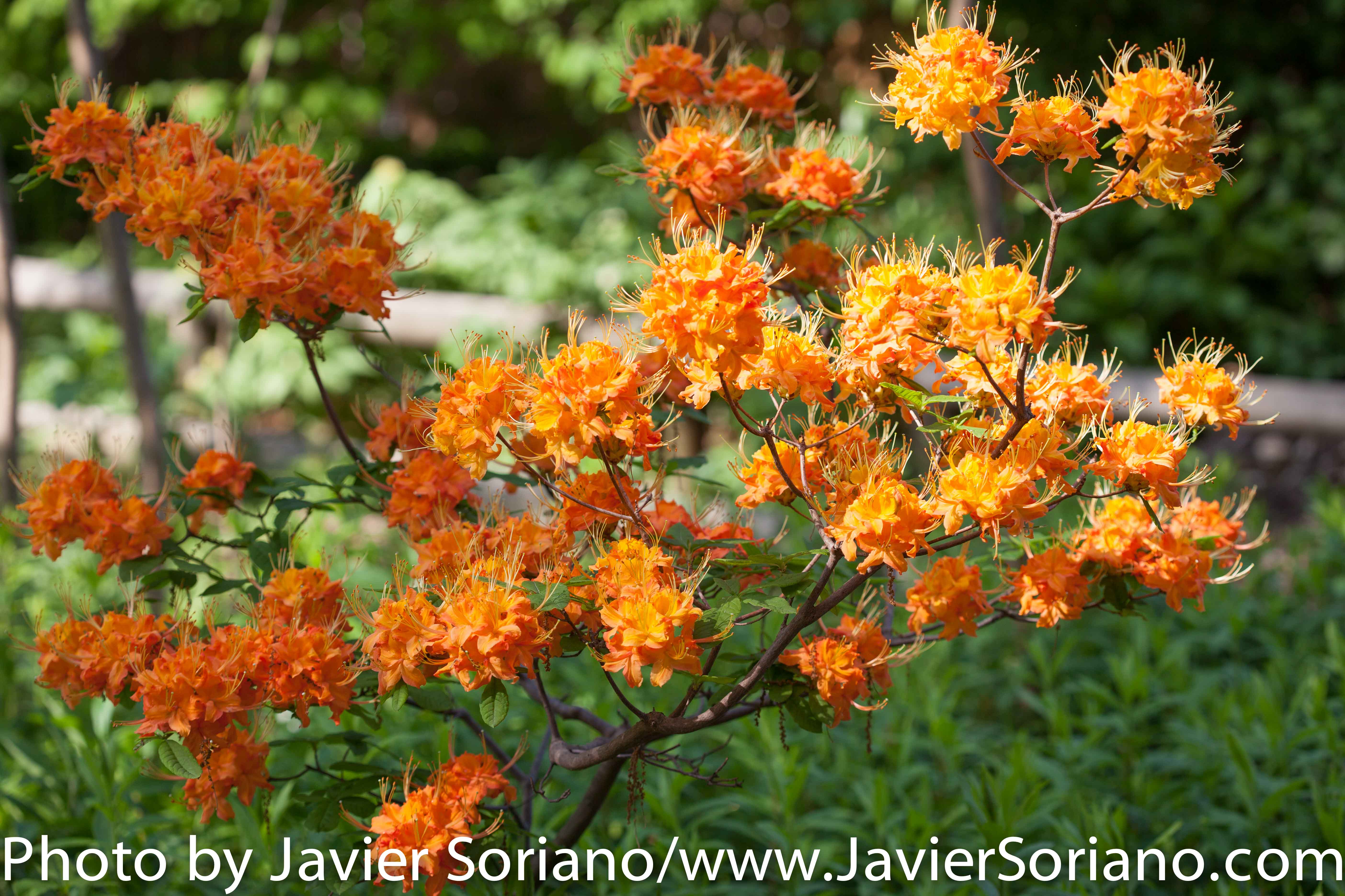 Sunday, May 24th, 2015. New York City – It is Spring in NYC and there are many flowers at the Brooklyn Botanic Garden. It is beautiful! Photo by Javier Soriano/http://www.JavierSoriano.com/