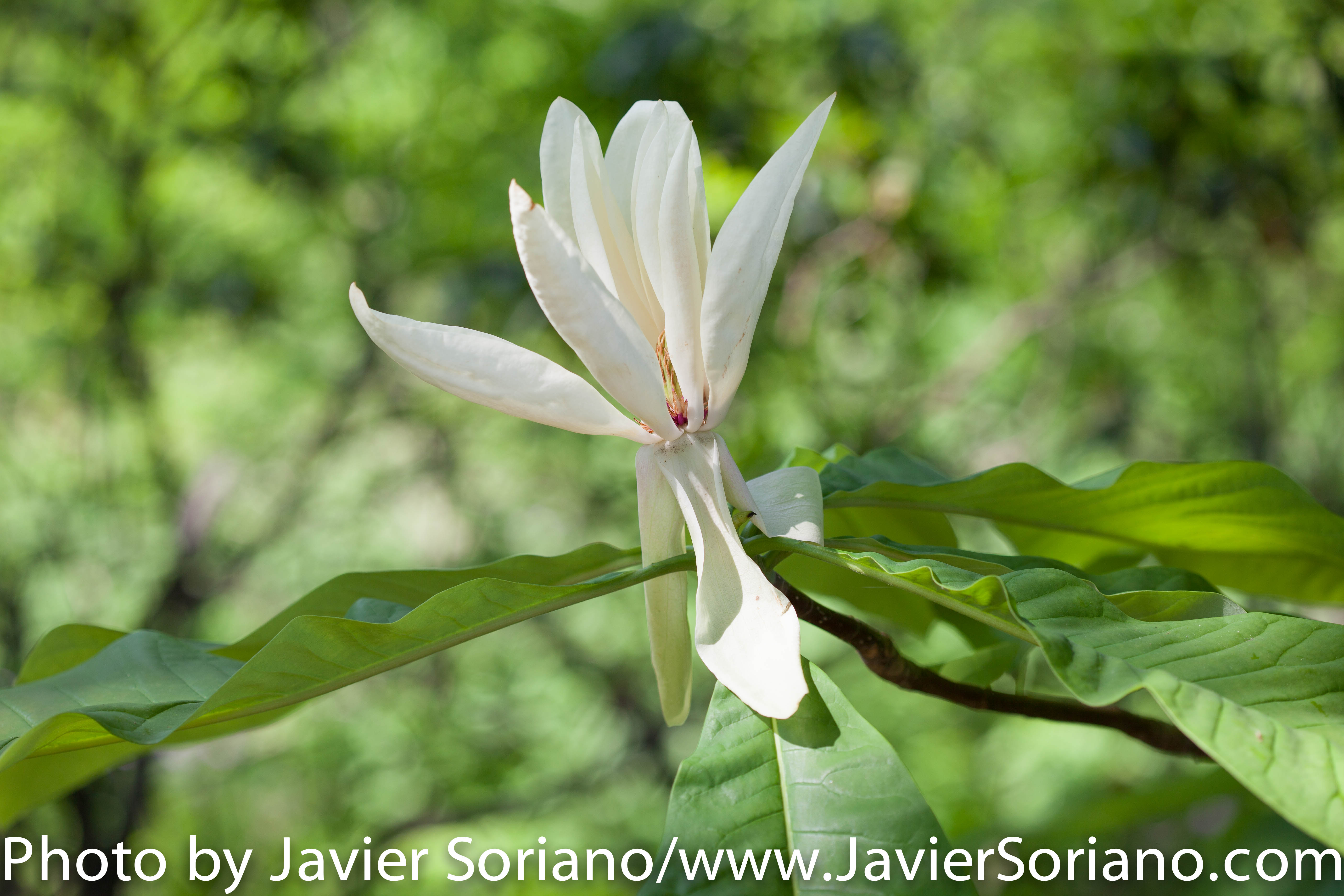 Sunday, May 24th, 2015. New York City – It is Spring in NYC and there are many flowers at the Brooklyn Botanic Garden. It is beautiful! Photo by Javier Soriano/http://www.JavierSoriano.com/