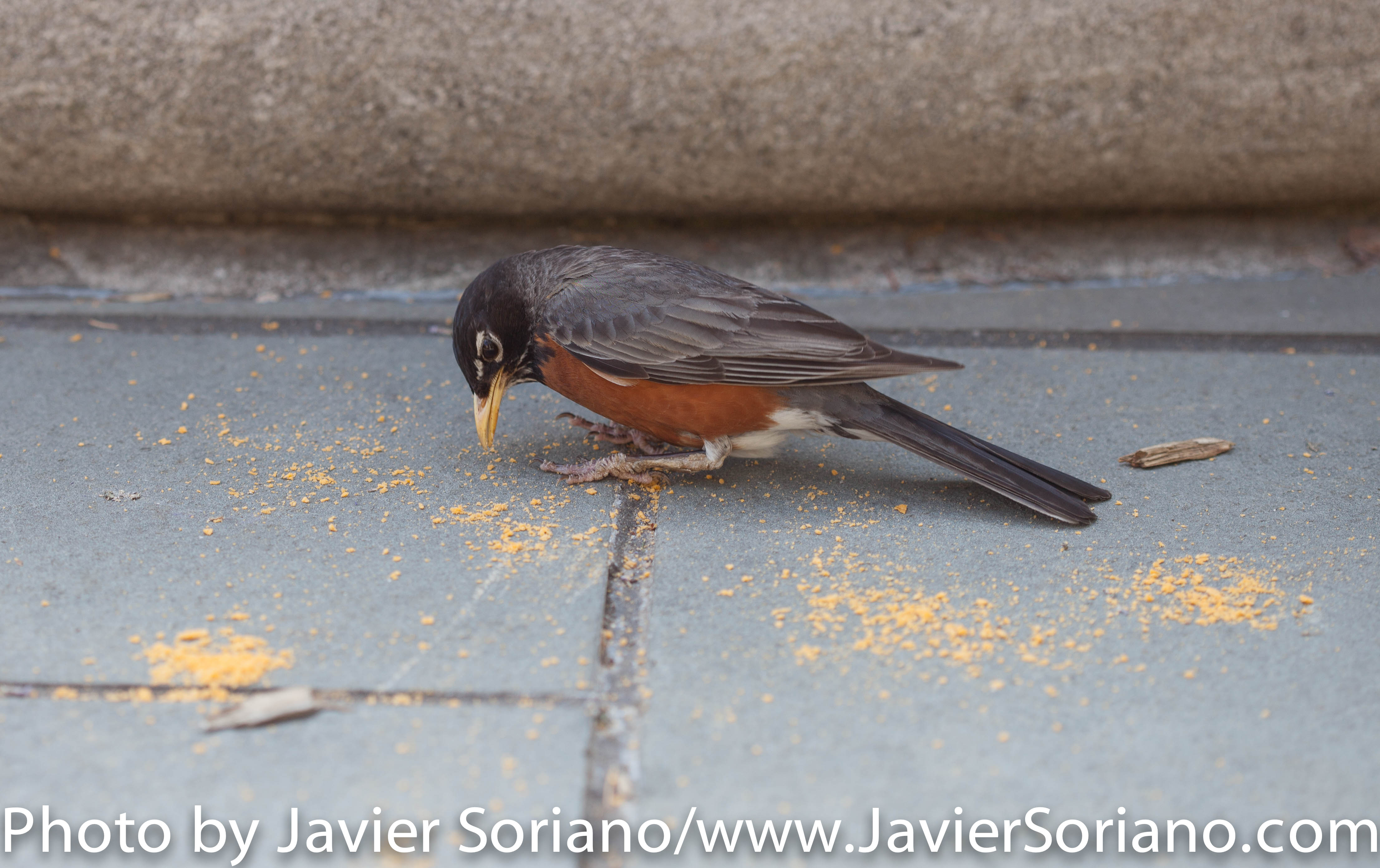 Sunday, May 24th, 2015. New York City – It is Spring in NYC and there are many flowers at the Brooklyn Botanic Garden. It is beautiful! Photo by Javier Soriano/http://www.JavierSoriano.com/