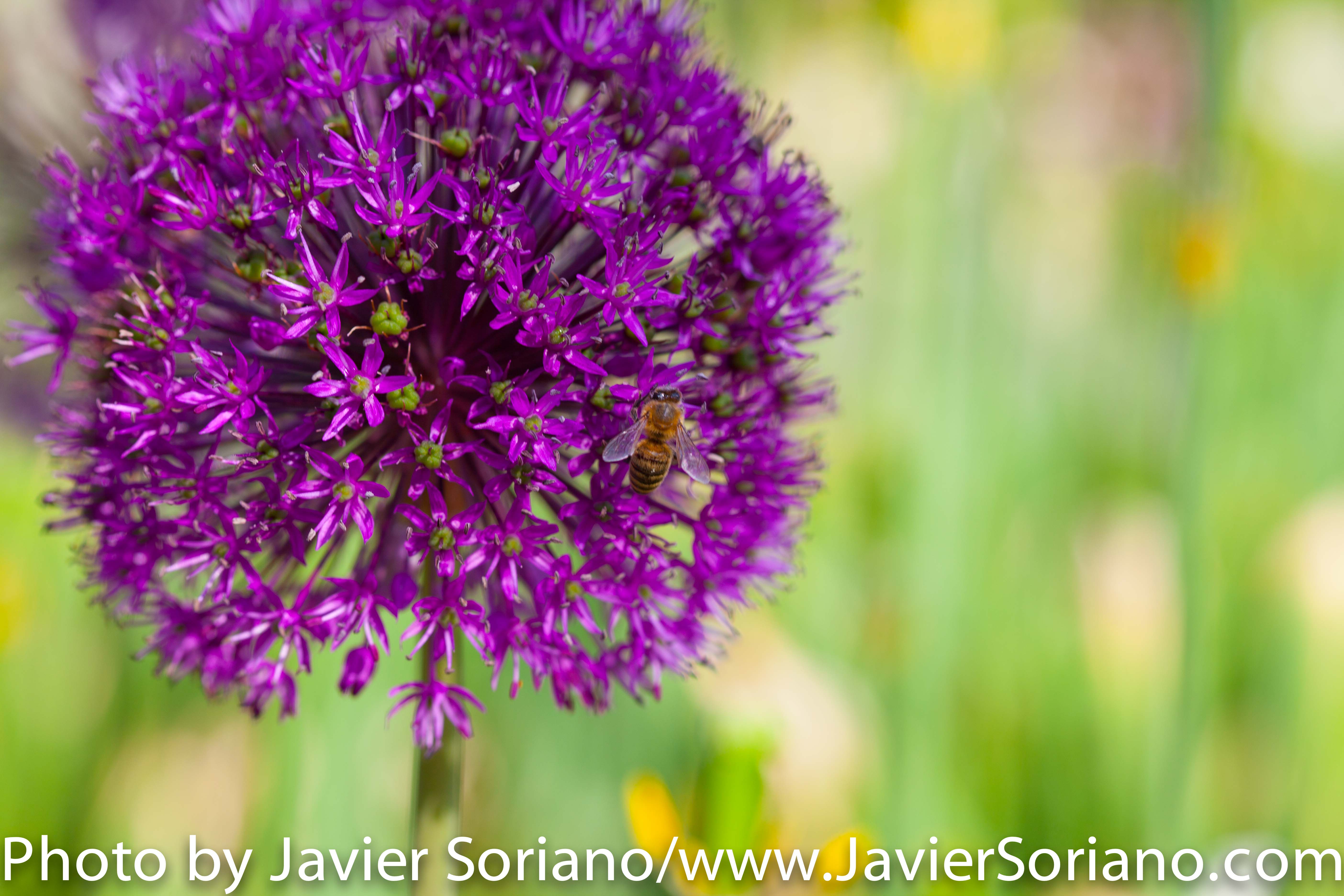 Sunday, May 24th, 2015. New York City – It is Spring in NYC and there are many flowers at the Brooklyn Botanic Garden. It is beautiful! Photo by Javier Soriano/http://www.JavierSoriano.com/