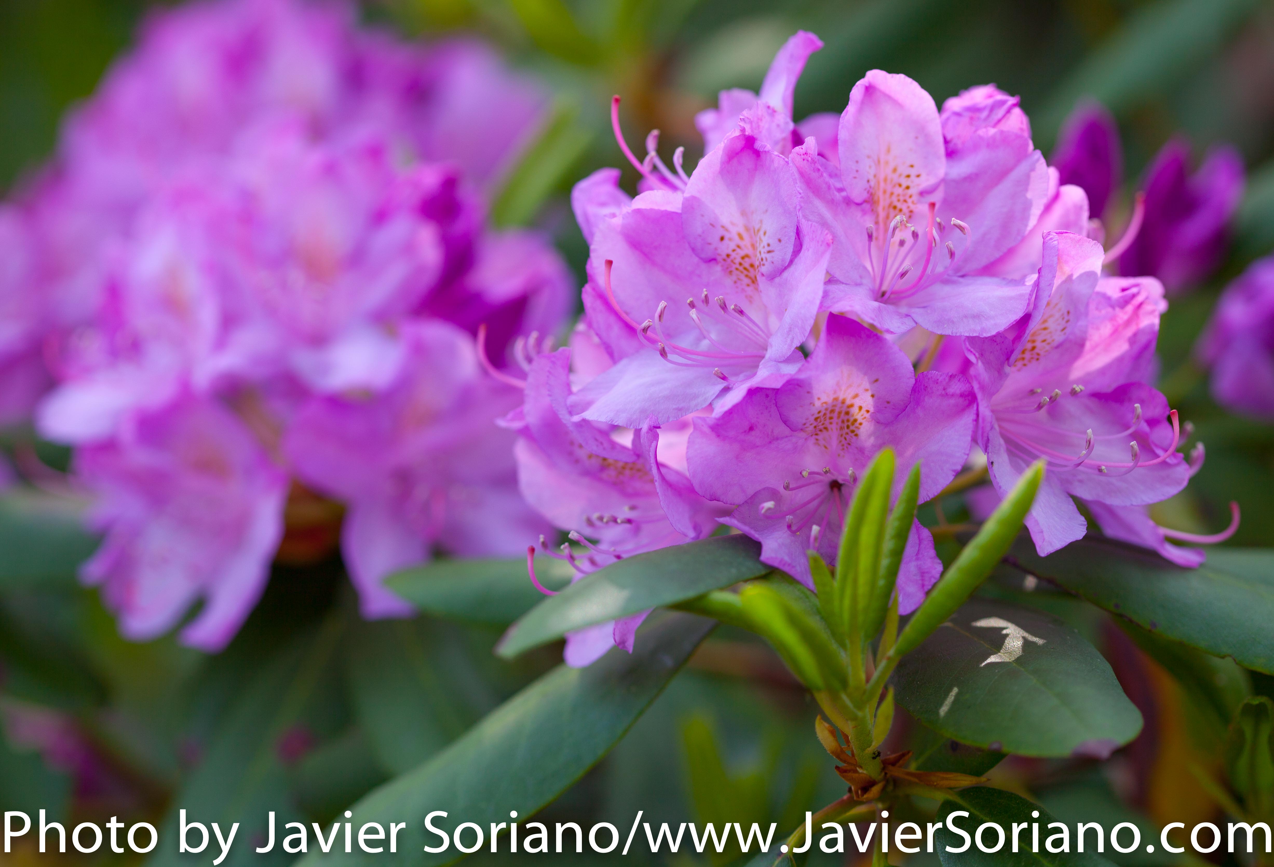 Sunday, May 24th, 2015. New York City – It is Spring in NYC and there are many flowers at the Brooklyn Botanic Garden. It is beautiful! Photo by Javier Soriano/http://www.JavierSoriano.com/