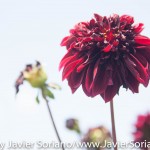 7/7/2015 NYC - Flowers at the Brooklyn Botanic Garden.
Flores en el Jardín Botánico de Brooklyn.
Photo by Javier Soriano/http://www.JavierSoriano.com/