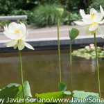 7/7/2015 NYC - Flowers at the Brooklyn Botanic Garden.
Flores en el Jardín Botánico de Brooklyn.
Photo by Javier Soriano/http://www.JavierSoriano.com/