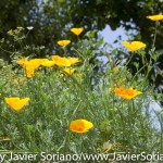 Tuesday July 7, 2015. Brooklyn, New York City - Flowers at the Brooklyn Botanic Garden.

Martes 7 de julio de 2015. Brooklyn, ciudad de Nueva York -
Flores en el Jardín Botánico de Brooklyn.

Photo by Javier Soriano/www.JavierSoriano.com