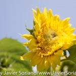 7/7/2015 NYC - Flowers at the Brooklyn Botanic Garden.
Flores en el Jardín Botánico de Brooklyn.
Photo by Javier Soriano/http://www.JavierSoriano.com/