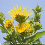 Tuesday July 7, 2015. Brooklyn, New York City - Flowers at the Brooklyn Botanic Garden.

Martes 7 de julio de 2015. Brooklyn, ciudad de Nueva York -
Flores en el Jardín Botánico de Brooklyn.

Photo by Javier Soriano/www.JavierSoriano.com