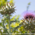 7/7/2015 NYC - Flowers at the Brooklyn Botanic Garden.
Flores en el Jardín Botánico de Brooklyn.
Photo by Javier Soriano/http://www.JavierSoriano.com/