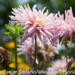 Tuesday July 7, 2015. Brooklyn, New York City - Flowers at the Brooklyn Botanic Garden.

Martes 7 de julio de 2015. Brooklyn, ciudad de Nueva York -
Flores en el Jardín Botánico de Brooklyn.

Photo by Javier Soriano/www.JavierSoriano.com