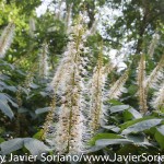 Tuesday July 7, 2015. Brooklyn, New York City - Flowers at the Brooklyn Botanic Garden.

Martes 7 de julio de 2015. Brooklyn, ciudad de Nueva York -
Flores en el Jardín Botánico de Brooklyn.

Photo by Javier Soriano/www.JavierSoriano.com