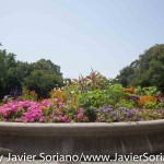 7/7/2015 NYC - Flowers at the Brooklyn Botanic Garden.
Flores en el Jardín Botánico de Brooklyn.
Photo by Javier Soriano/http://www.JavierSoriano.com/