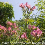 7/7/2015 NYC - Flowers at the Brooklyn Botanic Garden.
Flores en el Jardín Botánico de Brooklyn.
Photo by Javier Soriano/http://www.JavierSoriano.com/
