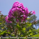 Tuesday July 7, 2015. Brooklyn, New York City - Flowers at the Brooklyn Botanic Garden.

Martes 7 de julio de 2015. Brooklyn, ciudad de Nueva York -
Flores en el Jardín Botánico de Brooklyn.

Photo by Javier Soriano/www.JavierSoriano.com